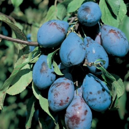 Stanley - Prunus Domestica - Alberetto - Vaso 24 - H 150/170 - C 10/12